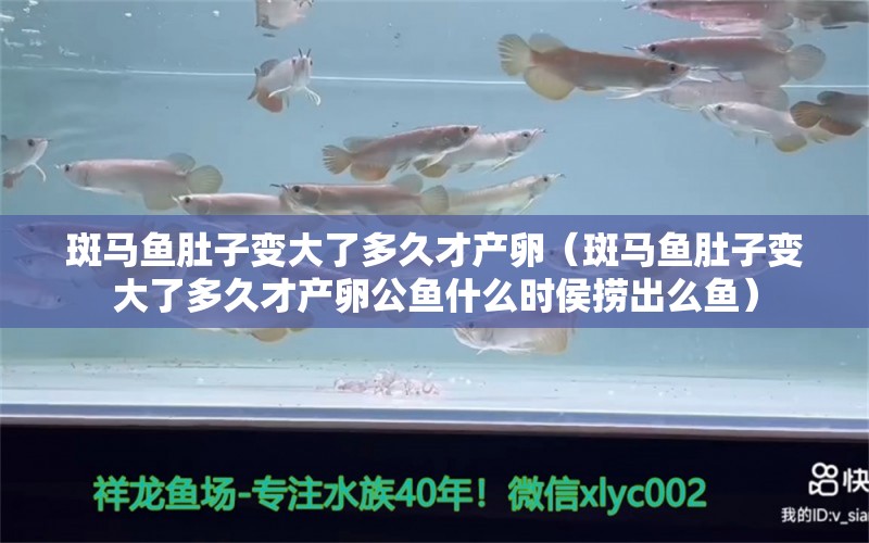 斑马鱼肚子变大了多久才产卵（斑马鱼肚子变大了多久才产卵公鱼什么时侯捞出么鱼）