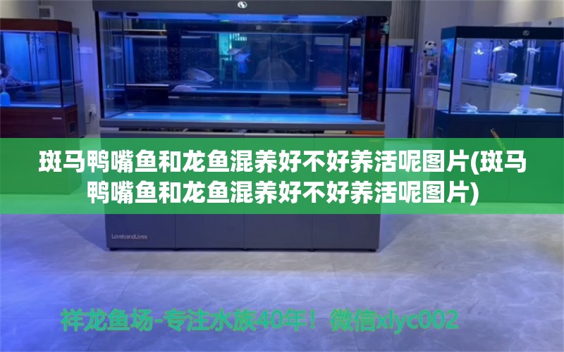 斑马鸭嘴鱼和龙鱼混养好不好养活呢图片(斑马鸭嘴鱼和龙鱼混养好不好养活呢图片) 斑马鸭嘴鱼