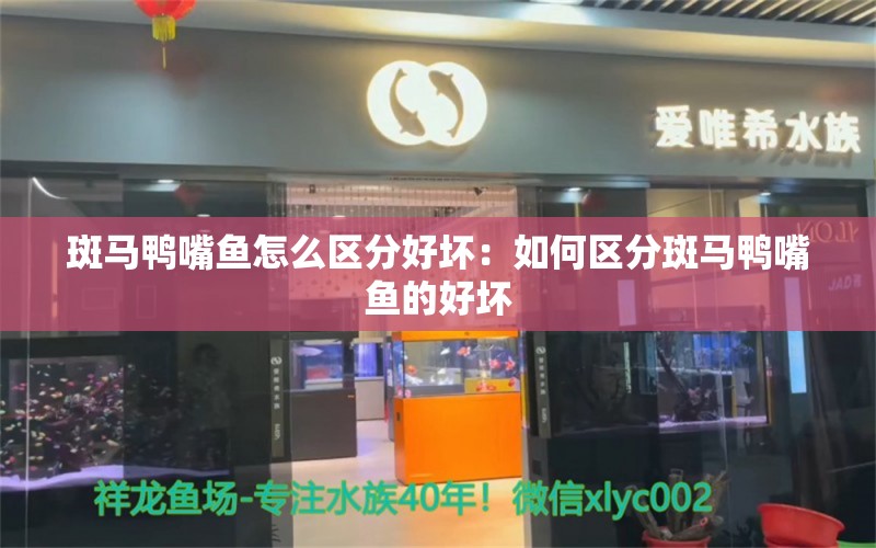 斑马鸭嘴鱼怎么区分好坏：如何区分斑马鸭嘴鱼的好坏 斑马狗头鱼 第2张