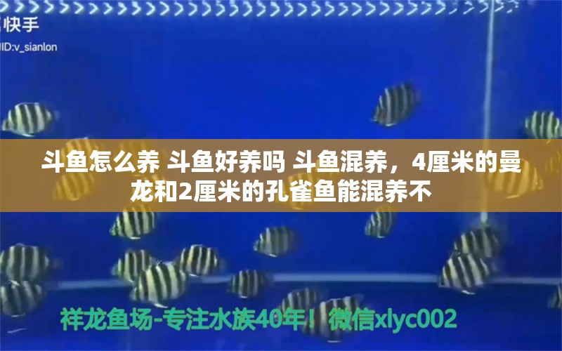 斗鱼怎么养 斗鱼好养吗 斗鱼混养，4厘米的曼龙和2厘米的孔雀鱼能混养不