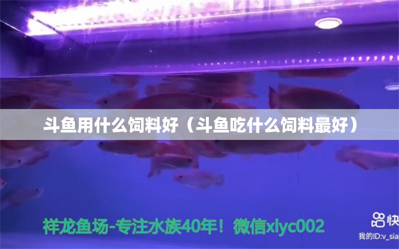 斗鱼用什么饲料好（斗鱼吃什么饲料最好） 祥龙水族医院