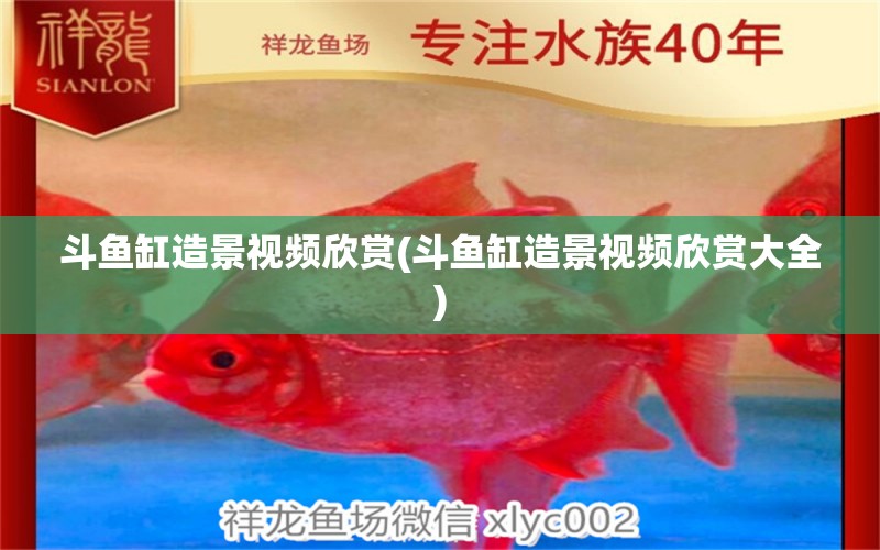 斗鱼缸造景视频欣赏(斗鱼缸造景视频欣赏大全) 全国水族馆企业名录