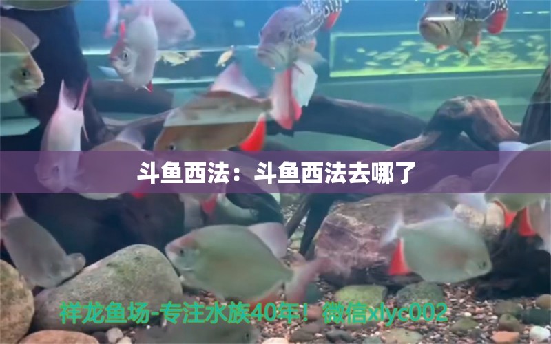 斗鱼西法：斗鱼西法去哪了