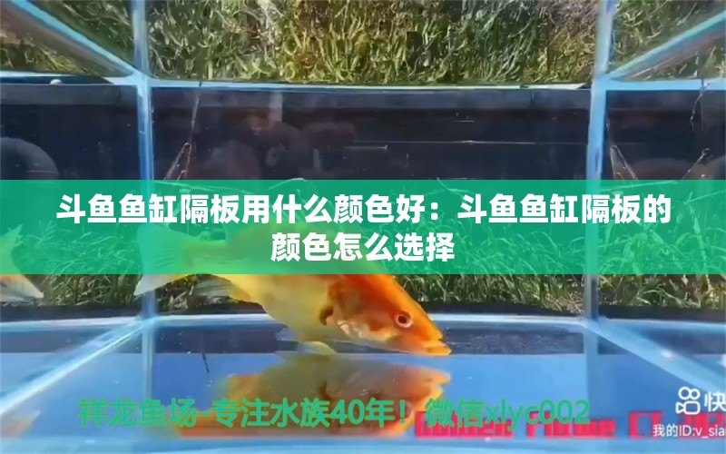 斗鱼鱼缸隔板用什么颜色好：斗鱼鱼缸隔板的颜色怎么选择