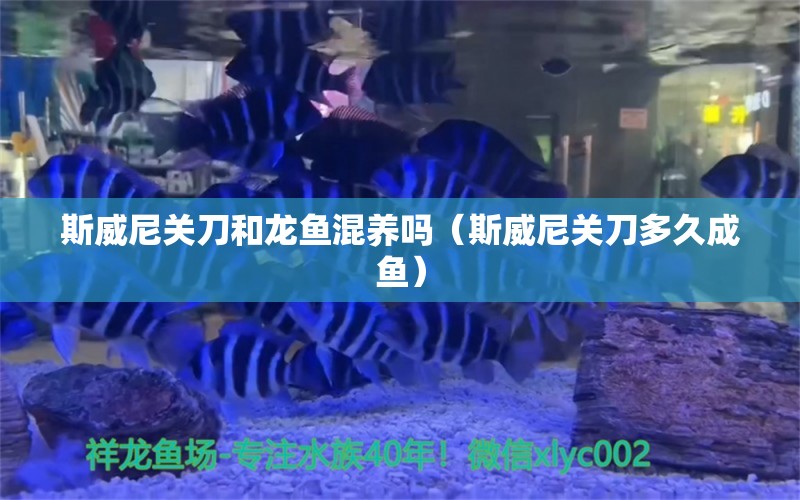 斯威尼关刀和龙鱼混养吗（斯威尼关刀多久成鱼）