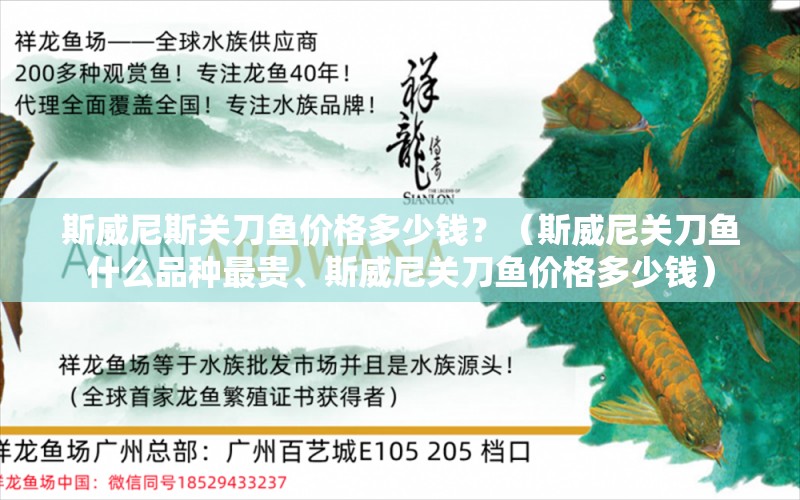 斯威尼斯关刀鱼价格多少钱？（斯威尼关刀鱼什么品种最贵、斯威尼关刀鱼价格多少钱） 黄金达摩鱼 第1张