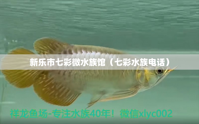 新乐市七彩微水族馆（七彩水族电话）