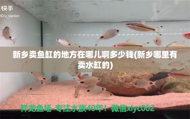 新乡卖鱼缸的地方在哪儿啊多少钱(新乡哪里有卖水缸的) 申古银版鱼 第1张