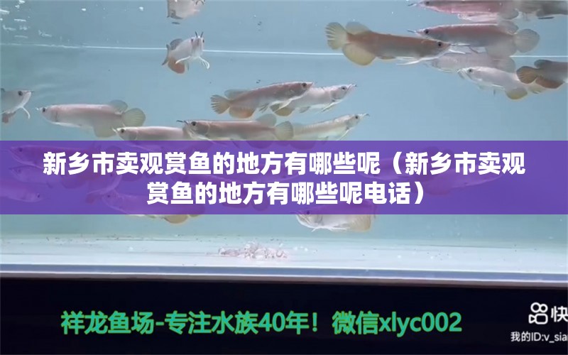 新乡市卖观赏鱼的地方有哪些呢（新乡市卖观赏鱼的地方有哪些呢电话） 纯血皇冠黑白魟鱼