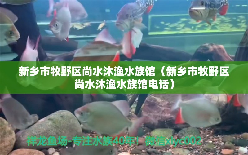 新乡市牧野区尚水沐渔水族馆（新乡市牧野区尚水沐渔水族馆电话）