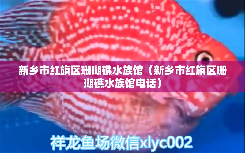 新乡市红旗区珊瑚礁水族馆（新乡市红旗区珊瑚礁水族馆电话）