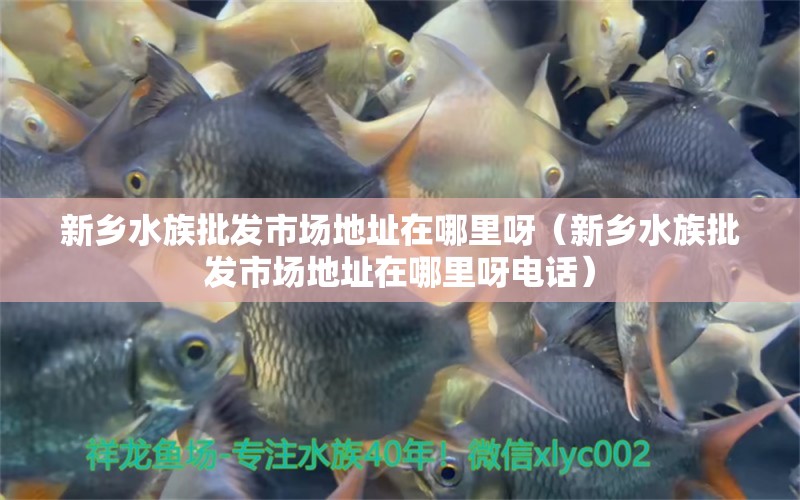 新乡水族批发市场地址在哪里呀（新乡水族批发市场地址在哪里呀电话） 观赏鱼水族批发市场