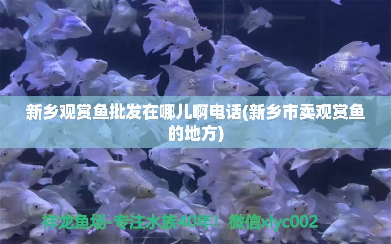 新乡观赏鱼批发在哪儿啊电话(新乡市卖观赏鱼的地方) 观赏鱼批发