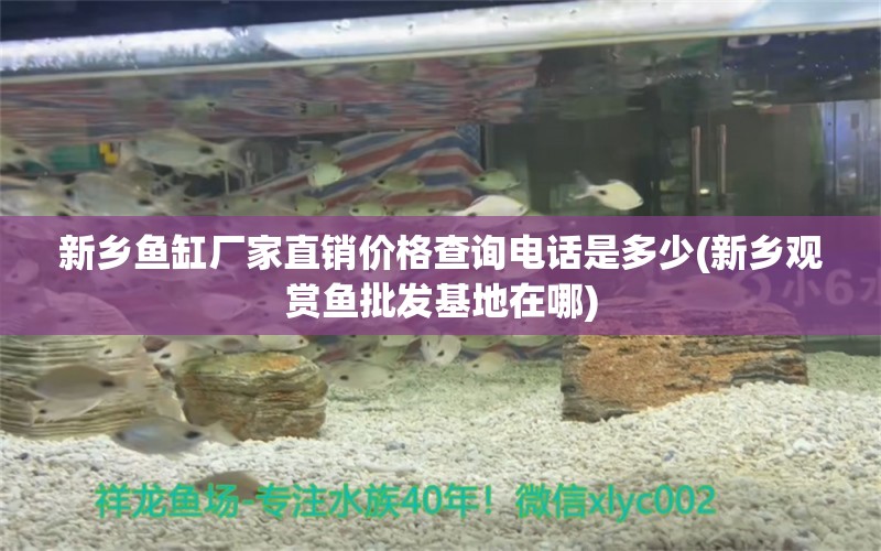 新乡鱼缸厂家直销价格查询电话是多少(新乡观赏鱼批发基地在哪)