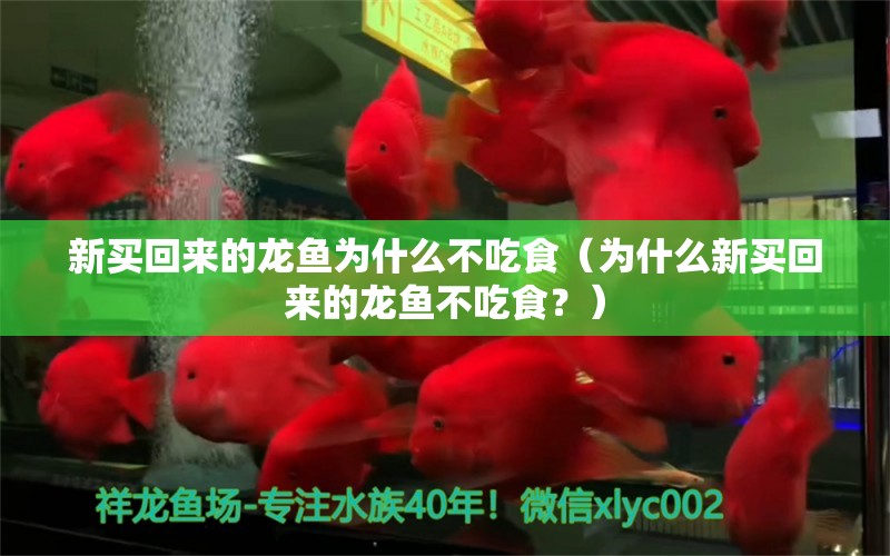 新买回来的龙鱼为什么不吃食（为什么新买回来的龙鱼不吃食？） 水族问答 第1张