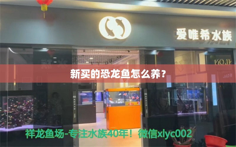 新买的恐龙鱼怎么养？