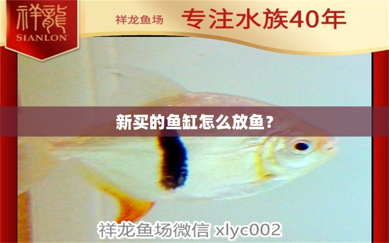 新买的鱼缸怎么放鱼？ 养鱼知识