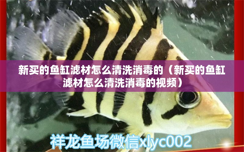 新买的鱼缸滤材怎么清洗消毒的（新买的鱼缸滤材怎么清洗消毒的视频） 祥龙鱼场