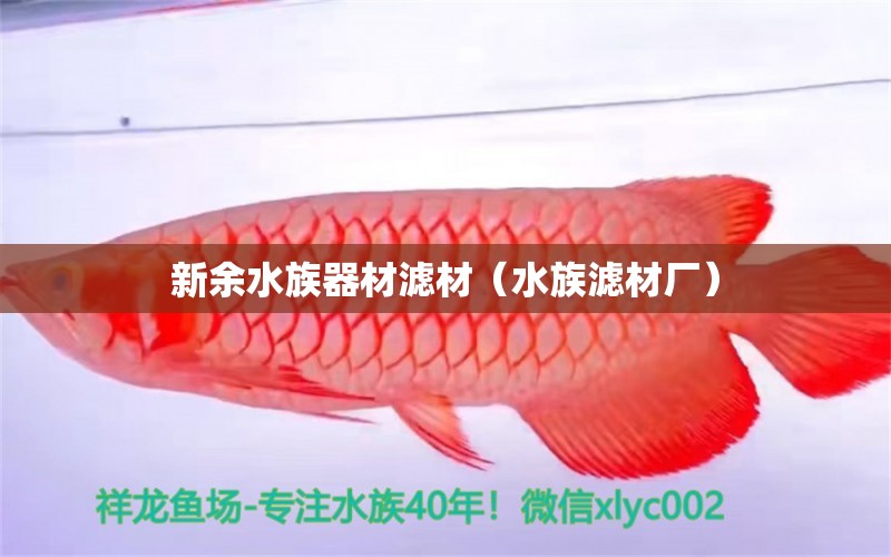 新余水族器材滤材（水族滤材厂） 狗仔（招财猫)鱼苗