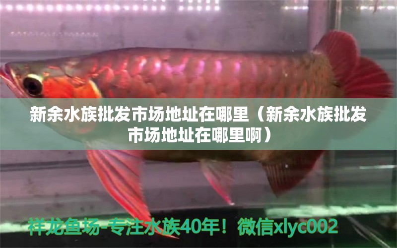 新余水族批发市场地址在哪里（新余水族批发市场地址在哪里啊） 观赏鱼水族批发市场