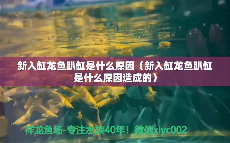 新入缸龙鱼趴缸是什么原因（新入缸龙鱼趴缸是什么原因造成的） 广州龙鱼批发市场