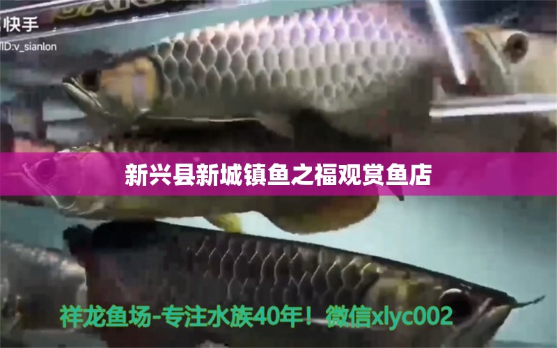 新兴县新城镇鱼之福观赏鱼店 全国水族馆企业名录