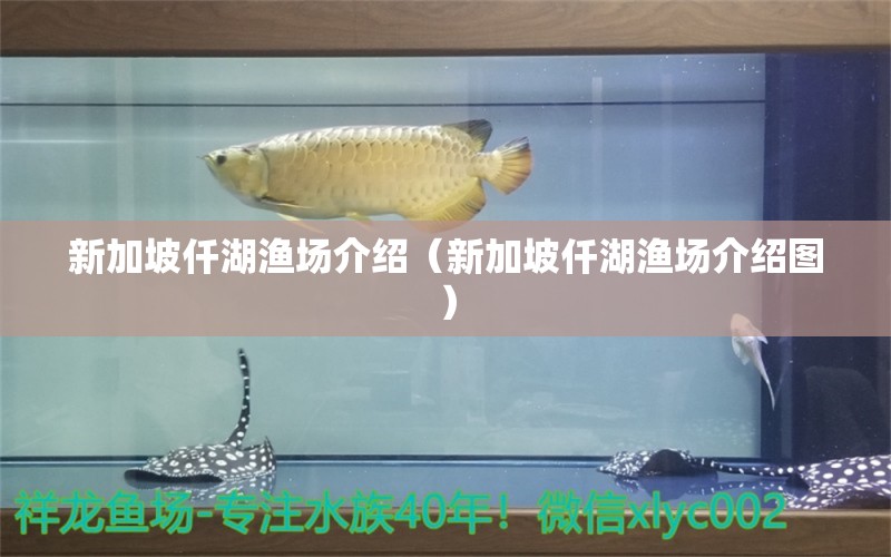 新加坡仟湖渔场介绍（新加坡仟湖渔场介绍图） 古典过背金龙鱼