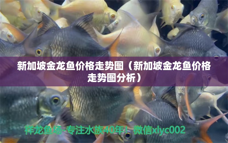 新加坡金龙鱼价格走势图（新加坡金龙鱼价格走势图分析） 水族主题相关