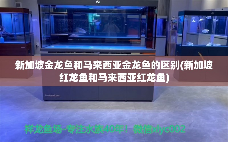 新加坡金龙鱼和马来西亚金龙鱼的区别(新加坡红龙鱼和马来西亚红龙鱼) 观赏鱼饲料 第1张