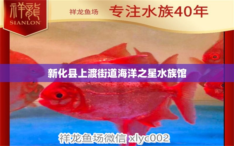 新化县上渡街道海洋之星水族馆 全国水族馆企业名录