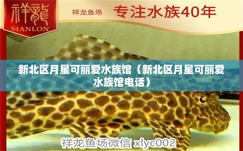 新北区月星可丽爱水族馆（新北区月星可丽爱水族馆电话）