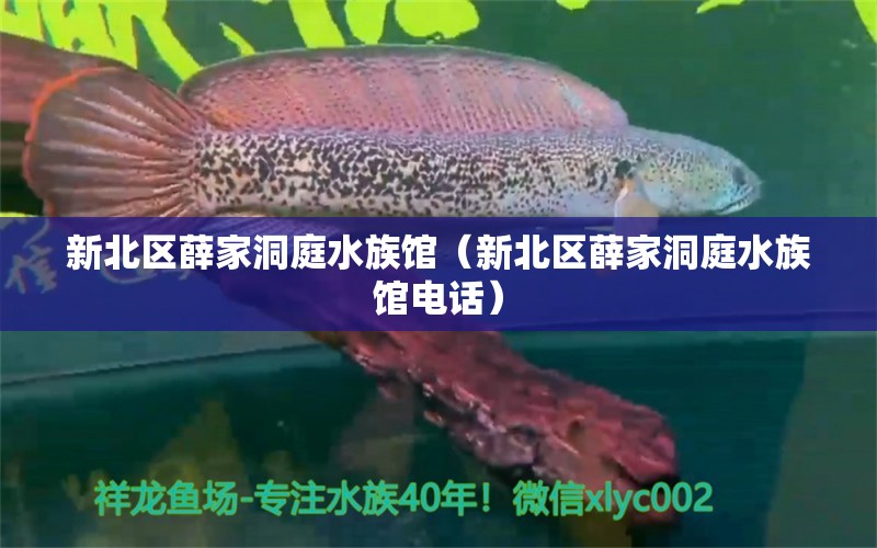 新北区薛家洞庭水族馆（新北区薛家洞庭水族馆电话）