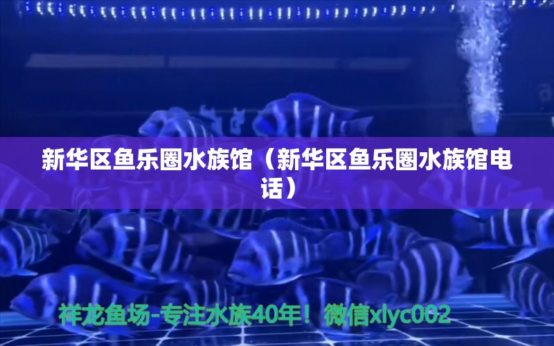 新华区鱼乐圈水族馆（新华区鱼乐圈水族馆电话）