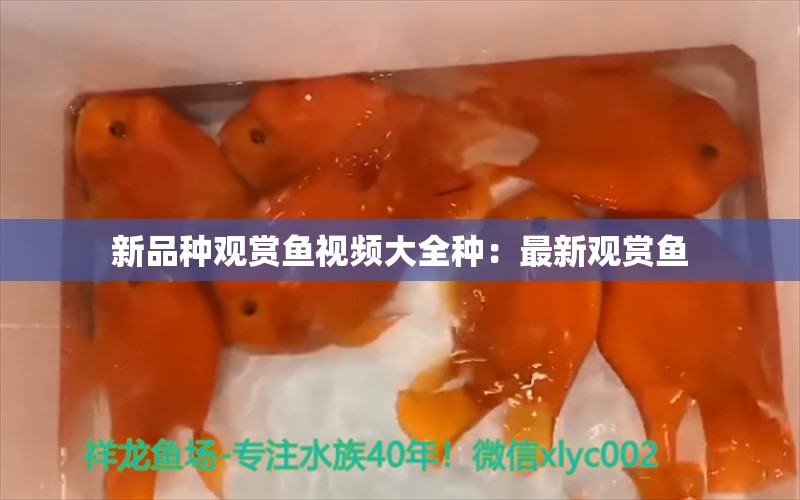 新品种观赏鱼视频大全种：最新观赏鱼