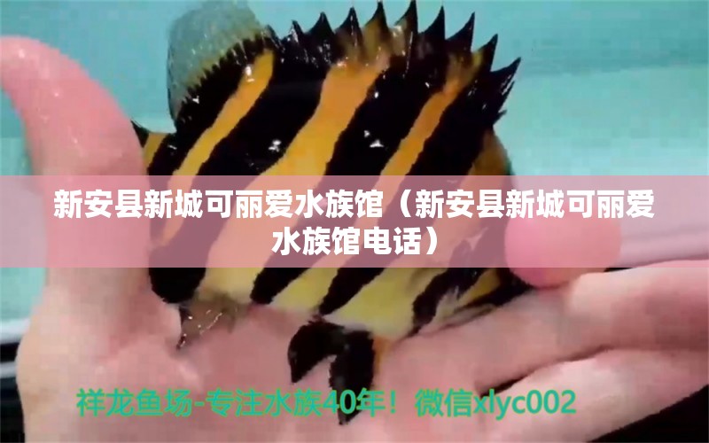 新安县新城可丽爱水族馆（新安县新城可丽爱水族馆电话）