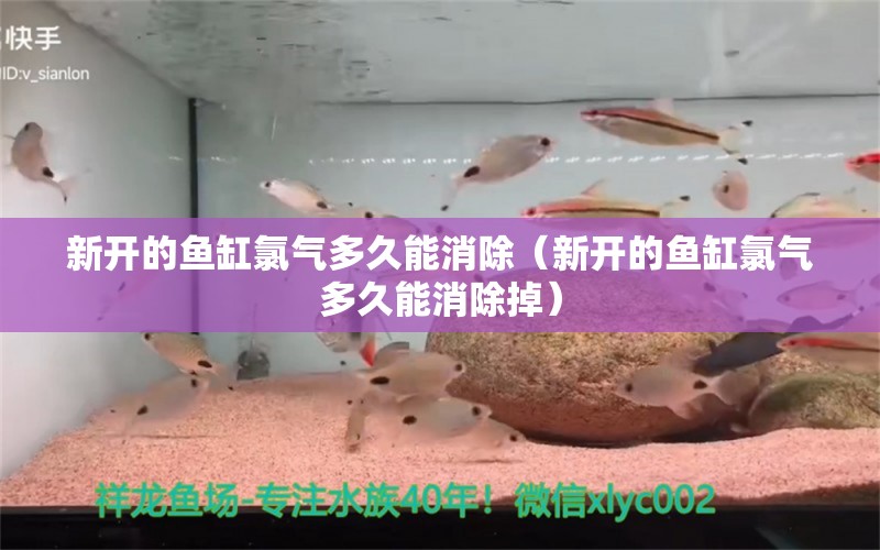 新开的鱼缸氯气多久能消除（新开的鱼缸氯气多久能消除掉）