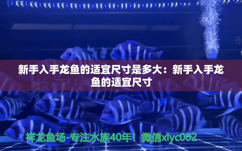 新手入手龙鱼的适宜尺寸是多大：新手入手龙鱼的适宜尺寸 龙鱼百科 第2张