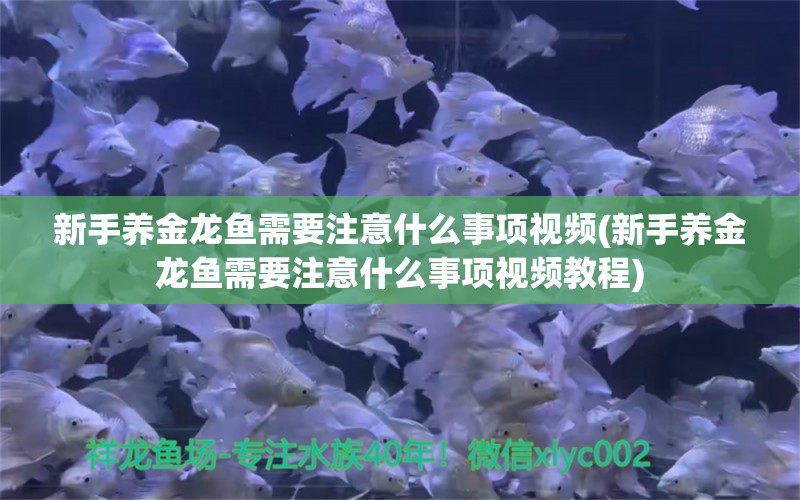 新手养金龙鱼需要注意什么事项视频(新手养金龙鱼需要注意什么事项视频教程) 大正锦鲤鱼