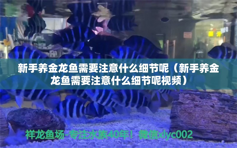 新手养金龙鱼需要注意什么细节呢（新手养金龙鱼需要注意什么细节呢视频）