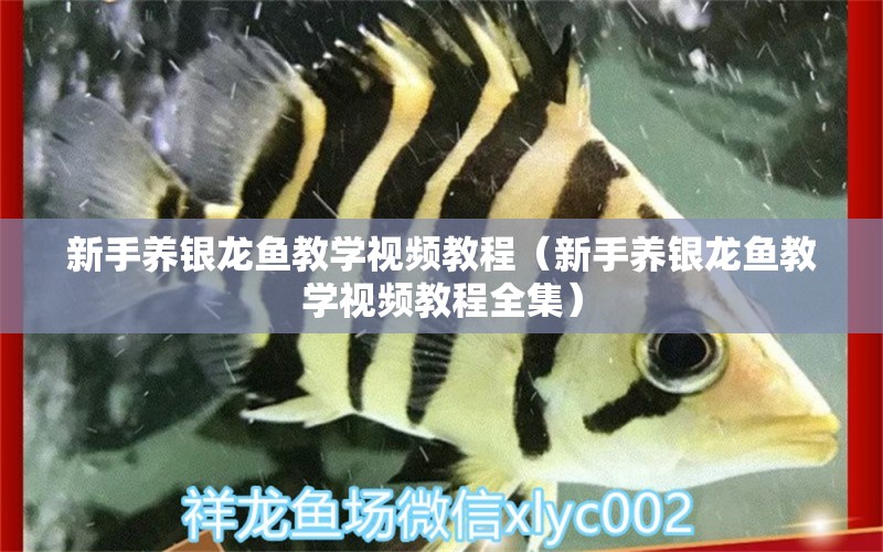 新手养银龙鱼教学视频教程（新手养银龙鱼教学视频教程全集） 银龙鱼