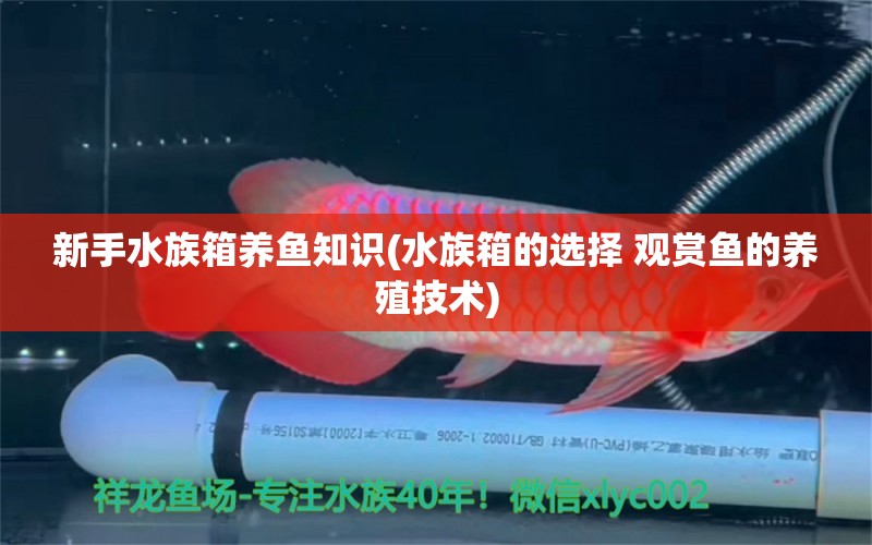 新手水族箱养鱼知识(水族箱的选择 观赏鱼的养殖技术) 鱼缸/水族箱