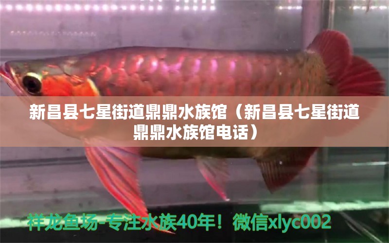 新昌县七星街道鼎鼎水族馆（新昌县七星街道鼎鼎水族馆电话） 全国水族馆企业名录