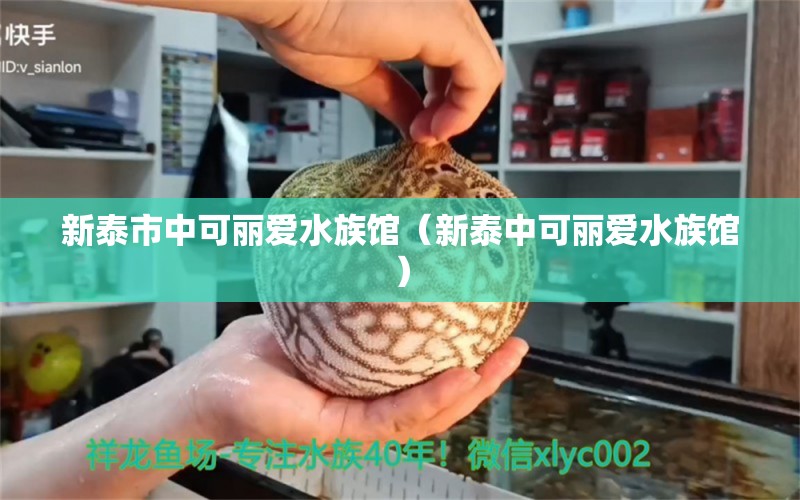 新泰市中可丽爱水族馆（新泰中可丽爱水族馆） 全国观赏鱼市场 第2张