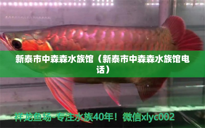 新泰市中森森水族馆（新泰市中森森水族馆电话）