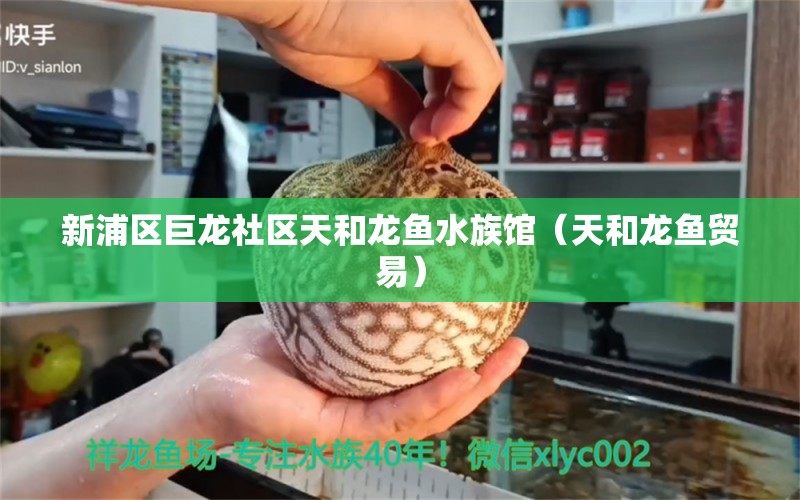 新浦区巨龙社区天和龙鱼水族馆（天和龙鱼贸易）