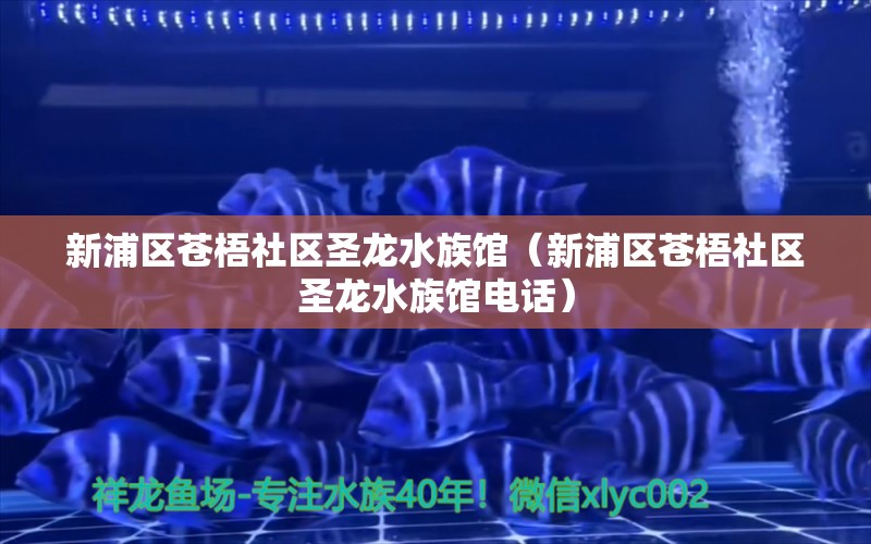 新浦区苍梧社区圣龙水族馆（新浦区苍梧社区圣龙水族馆电话）