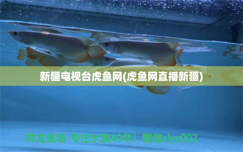 新疆电视台虎鱼网(虎鱼网直播新疆) 虎鱼百科 第1张