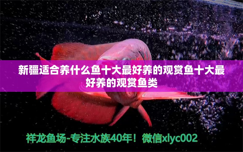 新疆适合养什么鱼十大最好养的观赏鱼十大最好养的观赏鱼类 红勾银版鱼 第1张