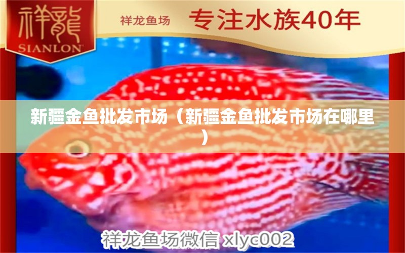 新疆金鱼批发市场（新疆金鱼批发市场在哪里） 广州龙鱼批发市场