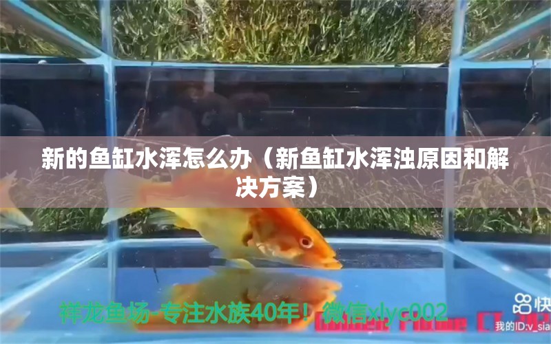 新的鱼缸水浑怎么办（新鱼缸水浑浊原因和解决方案）